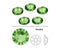 Swarovski  NHF - PERIDOT - Flatback - Non hotfix